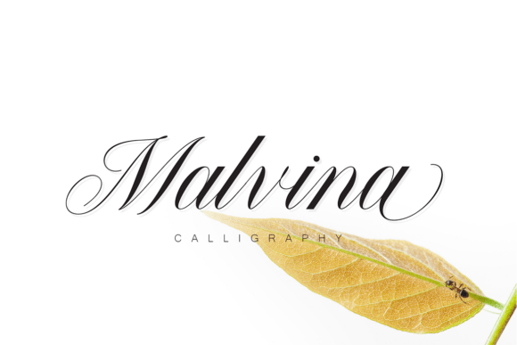 Malvina: A Calligraphy Font for Elevated Design